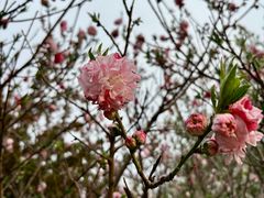 -丰台花园