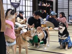-逗柴咖啡屋·狗咖猫咖宠物桌游
