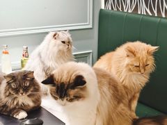 -安格丽娜·狗咖·猫咖羊驼咖(春熙路百盛商场店)