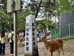 -奈良公园