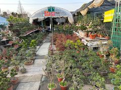 -龙大花卉苗木市场