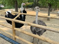 -大连森林动物园