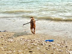 -宝安西湾红树林湿地公园