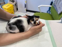 -艾吉宠物医院·疑难杂症转诊中心·猫友好(碧江路院)