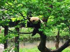 -中国大熊猫保护研究中心雅安碧峰峡基地