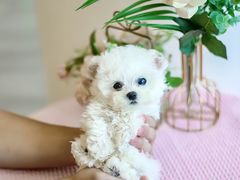 -萌宠之家·腊肠犬·马尔泰·小体犬舍