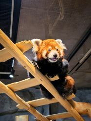 -Zoolung Zoolung动物主题公园(海信广场店)