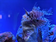 -上海海洋水族馆