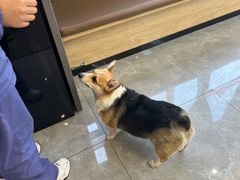 -半岛宠物医院24小时(西派城店)