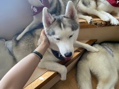 -Husky Go! 哈士奇体验馆·宠物咖啡厅狗咖