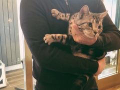 -猫大福·Fortune Cat猫舍(百子湾店)