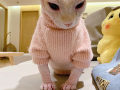 -猫腻·猫咖·撸猫馆(星光大道店)