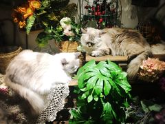 -共舞时光猫咖·狗咖(新街口店)
