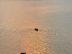-佛手湖郊野公园