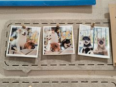 -逗柴咖啡屋·狗咖猫咖宠物桌游
