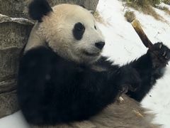 -武汉动物园
