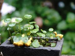 -风车面包