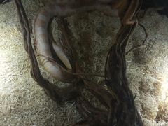-萌宠奇缘