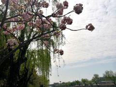 -高东镇樱花园