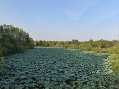 -东湖落雁景区
