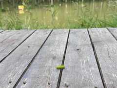 -泗洪洪泽湖湿地景区