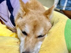 -逗柴咖啡屋·狗咖猫咖宠物桌游