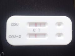 在他家他测的-天使宠物医院·犬猫分诊(彩虹店)