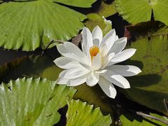 -大湾区中央湿地公园