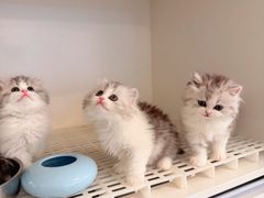 -lincat·猫舍(广州店)