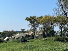 -春花秋色城市公园