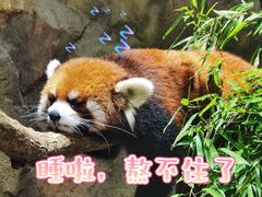 -海合安成都极地海洋公园