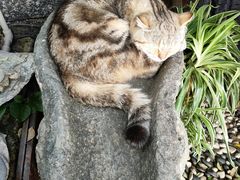 -喵屿·大理花园猫咖