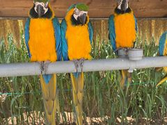 -西霞口神雕山野生动物世界