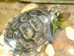 -花间禅净·瑜伽