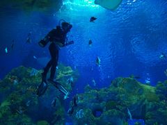 -芜湖新华联大白鲸海洋公园