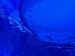 -上海海洋水族馆