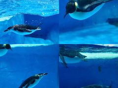 -海合安成都极地海洋公园