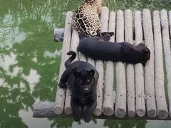 -西霞口神雕山野生动物世界