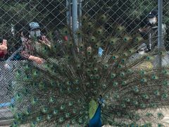 -长白岛森林公园