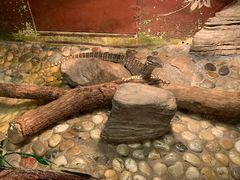 -上海大自然野生昆虫馆(东方明珠·爬宠昆虫探索中心)