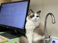 -芭比堂动物医院·CT·微创中心(新顺分院)