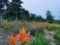 -绿堤公园