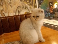 -猫小院猫主题餐厅(三里屯店)