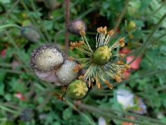 -重庆市江北嘴中央商务区中央公园