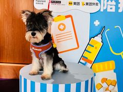 -帕帕拉兹宠物(亚洲旗舰店)