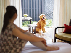 宠物犬客房-上海崇明金茂凯悦酒店