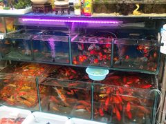 -曲阳花鸟市场(曲阳路店)