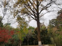-镇江市南山风景名胜区竹林景区