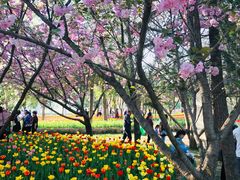 -洛阳郁金香牡丹园