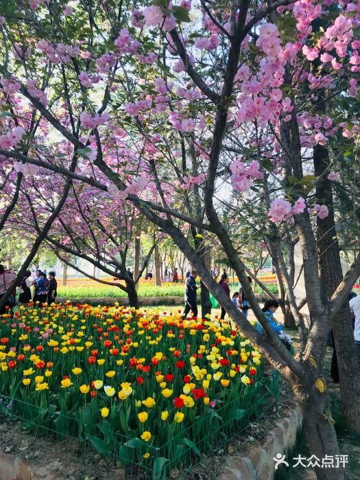 洛阳郁金香牡丹园图片